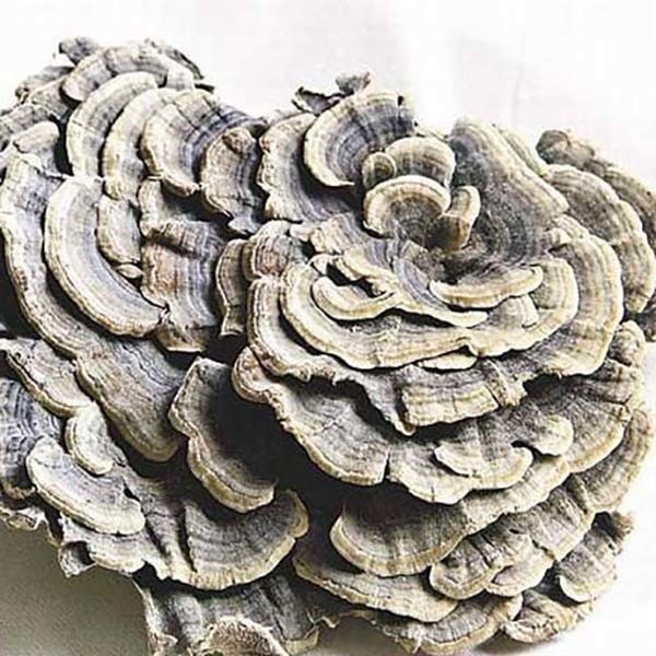 Extracto de Coriolus Versicolor 10%~50% Polisacridas PSK PSP cola de pavo Extracto de hongo
