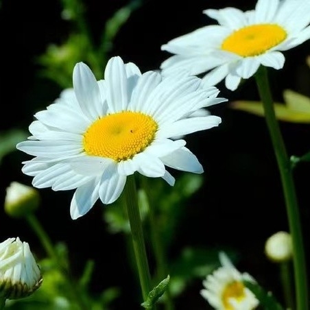 Extracto de piretro 25% 50% 70% Piretrinas Pesticida natural para el control ecológico de plagas