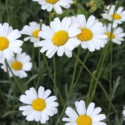 Extracto de piretro 25% 50% 70% Piretrinas Pesticida natural para el control ecológico de plagas