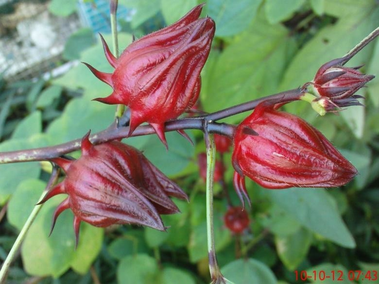 Extracto herbal de flor de hibisco rojo para productos superiores