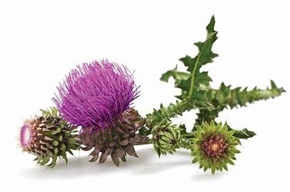 Extracto de planta de hierbas de cardo mariano 80% de silimarina Guardian de la naturaleza para la salud del hígado y la desintoxicación