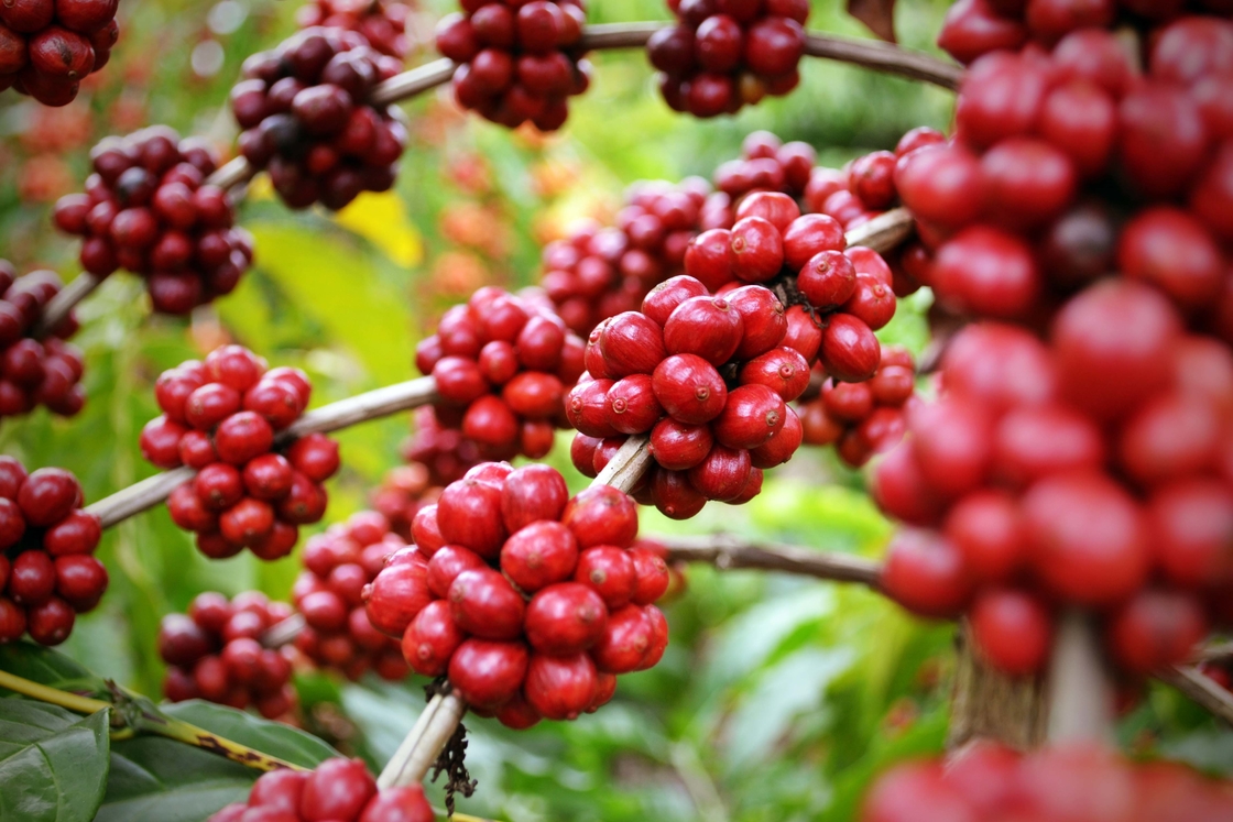 Mejore su bienestar con extracto de hierbas naturales SA-Herbal Schisandra Berry Extract 10:1