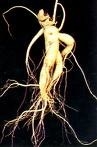 Especificación del producto de extracto de ginseng 10~30% Ginsenosides por UV 15% 20% Ginsenosides por HPLC 80% Ginsenosides por UV ((Stem & Leaves) Ginseng Polvo recto Diferentes especificaciones de extractos de ginseng