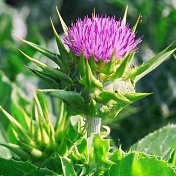 40% de extracto de cardo mariano silimarino: ingrediente confiable y de alto rendimiento para soluciones de cuidado hepático de primera calidad