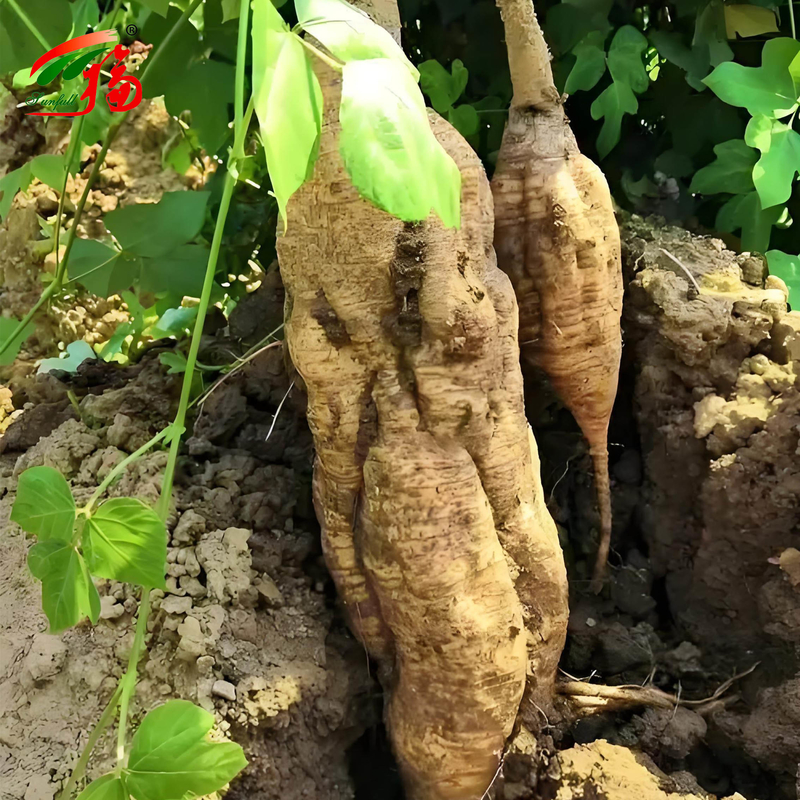 Extracto de raíz de kudzu natural de fábrica de China Puerarin con 25% 60% 98%