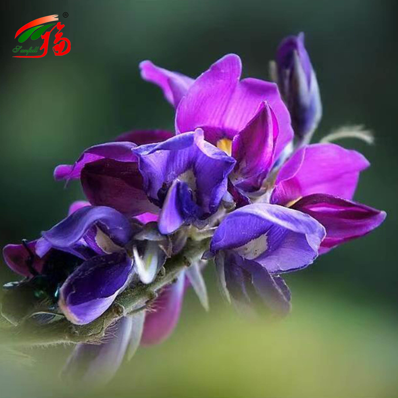 Extracto de raíz de kudzu natural de fábrica de China Puerarin con 25% 60% 98%