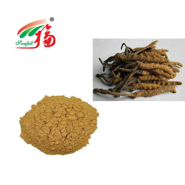 Polvo de Hongo Cordyceps 80 Malla para Refuerzo Inmunitario Tambor de 25 kg