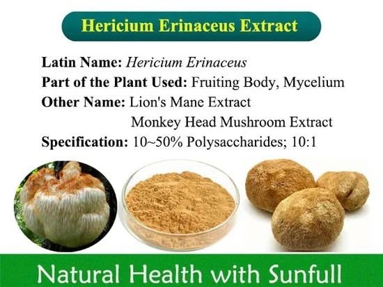 Extracto de Hericium Erinaceus 50% Polisacáridos para Productos de Cuidado de la Salud y Curación de Enfermedades Gástricas en Polvo Fino Amarillo Marrón