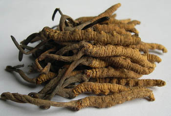 Extracto en polvo de Cordyceps Sinensis con 10% de polisacáridos para alimento funcional anti-asmático en polvo fino de color amarillo marrón
