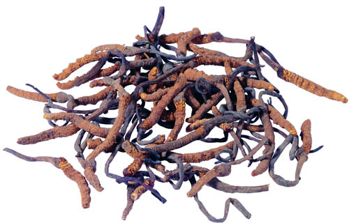 Extracto fino de Cordyceps Sinensis en polvo marrón amarillento de grado alimenticio para productos para el cuidado de la salud