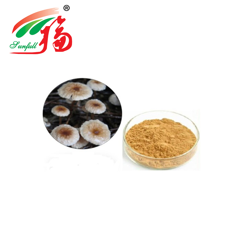 Polvo de Extracto de Marasmius Androsaceus de Alta Calidad con Tamaño de Malla 80, Vida Útil de 2 Años y Capacidad de Producción de 20t/Año