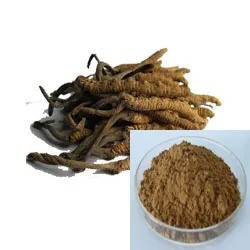 Polvo amarillo marrón fino Cordyceps Sinensis Extracto de grado alimenticio para productos sanitarios