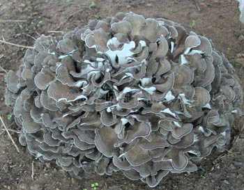 Extracto de polvo de hongo Maitake 10% polisacáridos para alimentos funcionales y productos para el cuidado de la salud en polvo fino de color amarillo marrón para aplicación en tabletas y cápsulas para mejorar la inmunidad