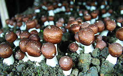 Extracto de Agaricus Blazei en Polvo con 20% de Polisacáridos para Alimentos Funcionales y Productos para el Cuidado de la Salud en Polvo Fino de Color Amarillo Marrón para Aplicación en Tabletas y Cápsulas