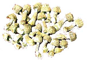 Extracto en polvo de Agaricus Blazei con 30% de polisacáridos para alimentos funcionales y productos para el cuidado de la salud