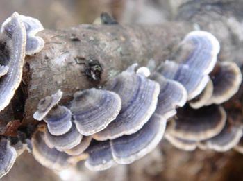 Extracto de Coriolus Versicolor 40% Polisacáridos para Alimentos Funcionales para Regular el Azúcar en la Sangre y Reducir la Flema