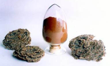 Coriolus Versicolor Extract Polisacáridos al 50% para alimentos funcionales para regular el nivel de azúcar en la sangre y reducir la flema