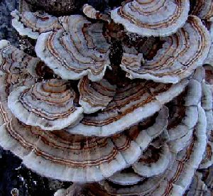 Coriolus Versicolor Extract Polisacáridos al 50% para alimentos funcionales con regulación del azúcar en la sangre y reducción de la flema