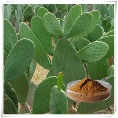 Extracto de cactus (tronco, fruta y almohadilla) - Extracto vegetal hidratante y antioxidante natural para el cuidado de la piel, cosméticos y productos funcionales