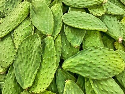 Extracto de cactus (tronco, fruta y almohadilla) - Extracto vegetal hidratante y antioxidante natural para el cuidado de la piel, cosméticos y productos funcionales