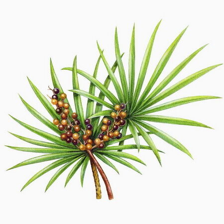 Extracto de Saw Palmetto de alta potencia 45% de ácidos grasos (Serenoa Repens) -Concentrado de alta calidad para la salud de la próstata y formulaciones avanzadas