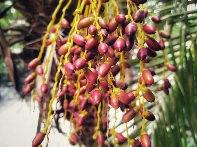 Extracto de Saw Palmetto de alta potencia 45% de ácidos grasos (Serenoa Repens) -Concentrado de alta calidad para la salud de la próstata y formulaciones avanzadas