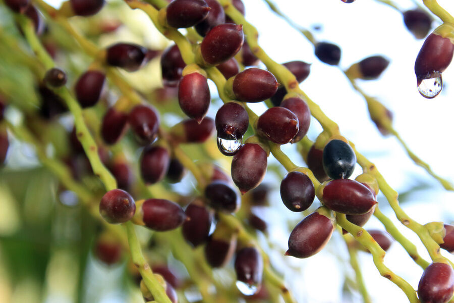 Extracto de Saw Palmetto de alta potencia 45% de ácidos grasos (Serenoa Repens) -Concentrado de alta calidad para la salud de la próstata y formulaciones avanzadas