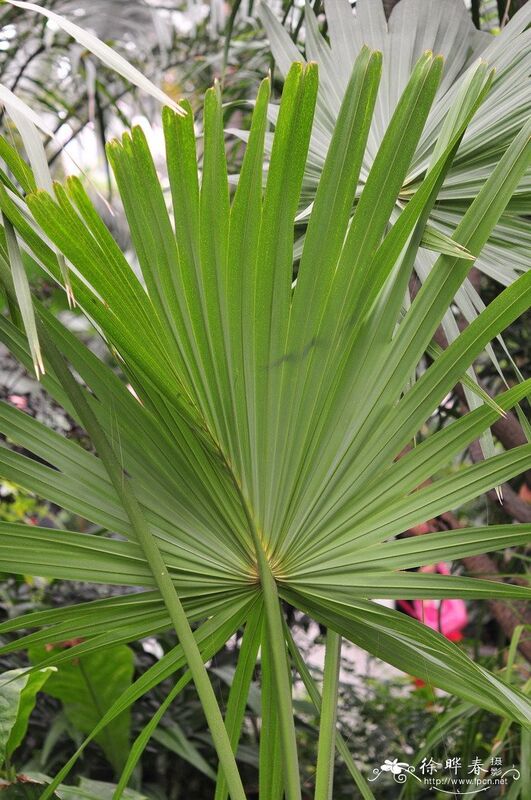 Extracto de Saw Palmetto de alta potencia 45% de ácidos grasos (Serenoa Repens) -Concentrado de alta calidad para la salud de la próstata y formulaciones avanzadas