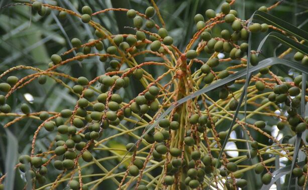 Extracto de Saw Palmetto de alta potencia 45% de ácidos grasos (Serenoa Repens) -Concentrado de alta calidad para la salud de la próstata y formulaciones avanzadas