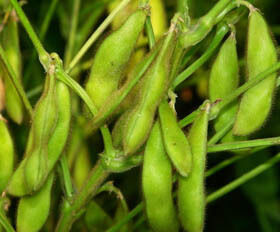 Polvo de extracto de isoflavonas de soja: fitoestrógeno natural de la soja para aplicaciones nutracéuticas y de alimentos funcionales