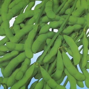 Polvo de extracto de isoflavonas de soja: fitoestrógeno natural de la soja para aplicaciones nutracéuticas y de alimentos funcionales