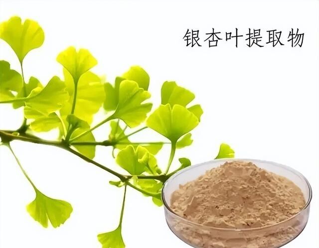 100% natural, soluble en agua, 24% ginkólidos, extracto de hojas de ginkgo biloba en polvo para suplementos alimenticios