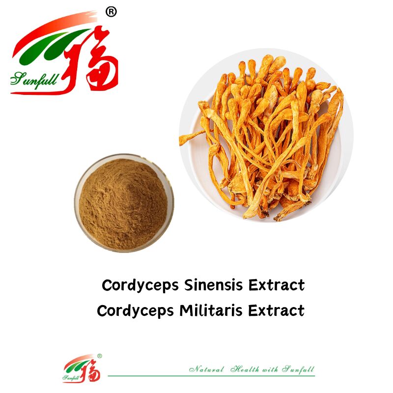 Hunan Sunfull Suplementos alimenticios Agaricus Subrufescens/Hericium Erinaceus/Antrodia/Cordyceps Sinensis/Coriolus Versicolor/Extrato de hongo en polvo