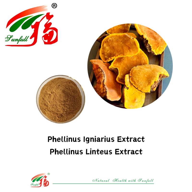 Ingrediente natural orgánico Suplementos alimenticios Polisacárido 10-30% Phellinus Igniarius /Ganoderma Lucidum/Chaga/Maitake / Shiitake Extracto de hongo en polvo