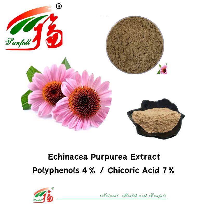 Hierba Planta Orgánica Suplemento Dietético Polifenoles 7% Ácido Cichórico 4% Polvo Extracto de Echinacea Purpurea
