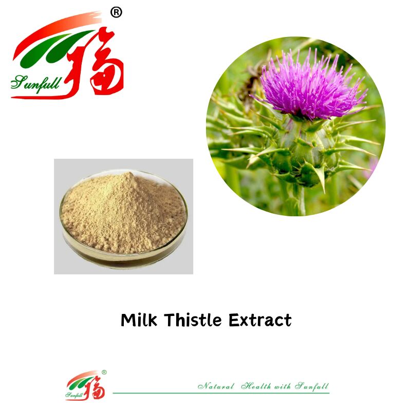 Hierbas Silybum Marianum Plantas de semillas de cardo bendito en polvo 30% Silybins HPLC UV 40% ~ 80% Liposomas 40% - 80% Silymarin Extracto de cardo lechero para la salud del hígado