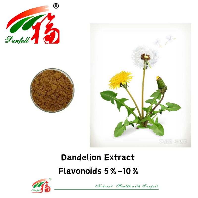 Hierba de diente de león de calidad alimentaria, extracto de hojas de diente de león en polvo, flavonoides naturales 5%-10%, extracto de diente de león orgánico