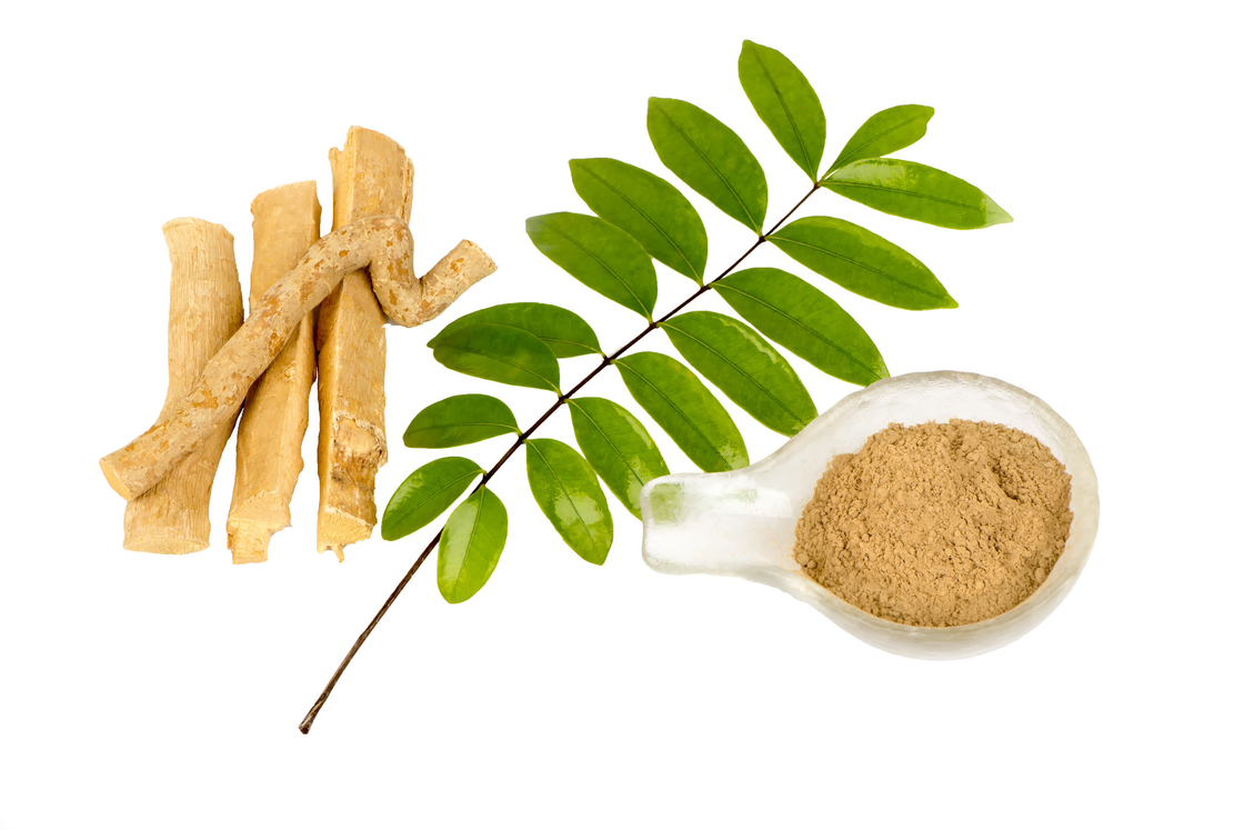 0,5% actividades piréticas antis de Eurycoma longifolia Root Extract Powder For del extracto de Eurycomanone