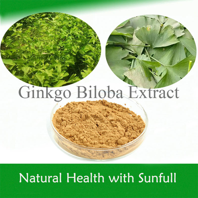 Ginkgo Biloba natural Extracto 24% Ginkgoflavoglicósidos 6% Terpenos Lactonas