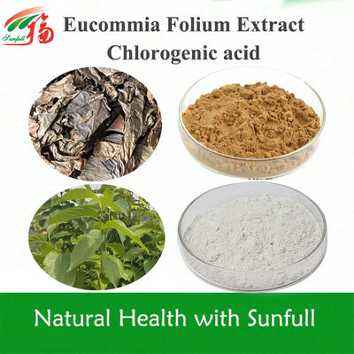Eucommia Leaf Extract 5%-99% Chlorogenic Acid in Stock CAS 327-97-9
